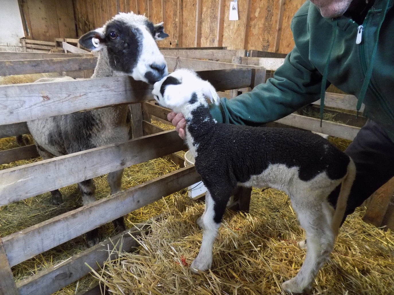 New calf